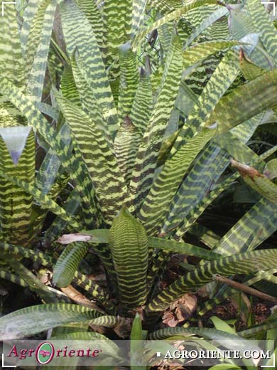 Bromelias - Guzmania bismarckii